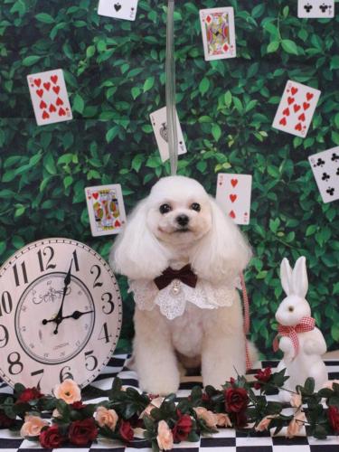 20250403シェリーちゃん